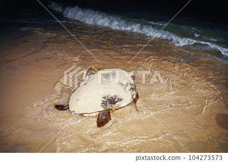 海龜產卵後返回大海 海龜產卵後返回大海 104273573