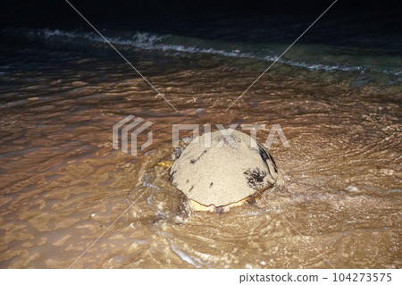 A sea turtle returning to the sea after laying eggs A sea turtle returning to the sea after laying eggs 104273575