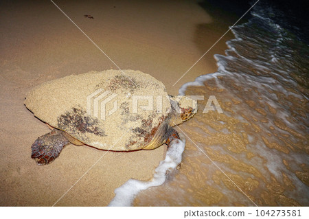 海龜產卵後返回大海 海龜產卵後返回大海 104273581