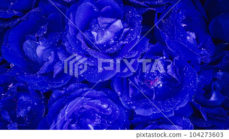 Blue roses flowering, petals on big bud. Exotic floral carpet surface texture Blue roses flowering, petals on big bud. Exotic floral carpet surface texture 104273603