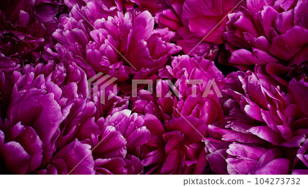 Peonies flowering, petals on buds. Spring floral carpet surface, flowers texture Peonies flowering, petals on buds. Spring floral carpet surface, flowers texture 104273732