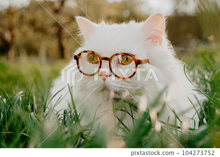 White fluffy cat in round glasses on green lawn background.Domestic kitty, walk White fluffy cat in round glasses on green lawn background.Domestic kitty, walk 104273752
