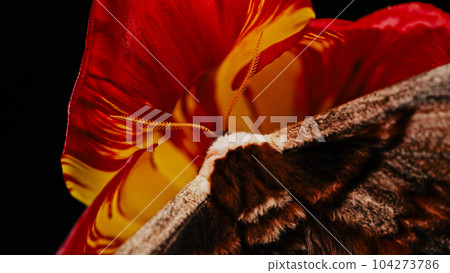 Night Butterfly - Saturnia Pyri, Giant Peacock Moth Sits On Red Tulip Flower Night Butterfly - Saturnia Pyri, Giant Peacock Moth Sits On Red Tulip Flower 104273786