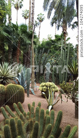 馬若雷勒花園景觀【摩洛哥馬拉喀什】 馬若雷勒花園景觀【摩洛哥馬拉喀什】 104274095