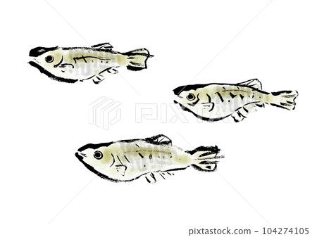 Medaka hand drawn Japanese style illustration Japanese style material Medaka hand drawn Japanese style illustration Japanese style material 104274105