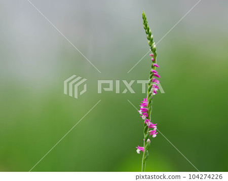 初夏草地上的 Nejibana 104274226