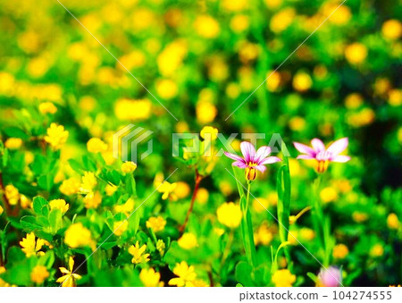 接骨木花和畫眉 接骨木花和畫眉 104274555
