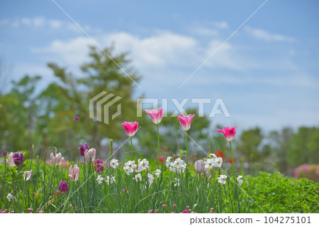 鬱金香 鬱金香 104275101