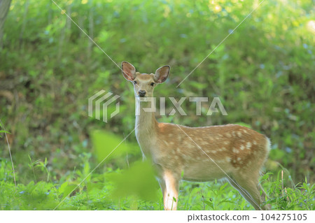 Ezo鹿 Ezo鹿 104275105