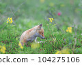 北狐狸 104275106