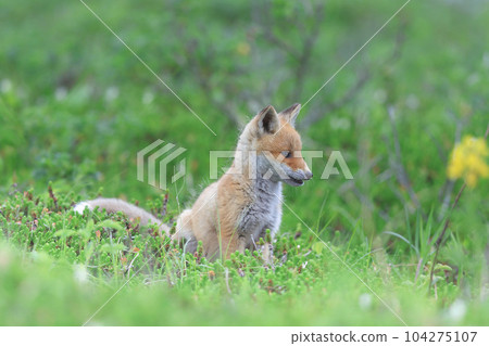 北狐狸 北狐狸 104275107