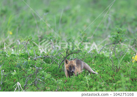 北狐狸 北狐狸 104275108