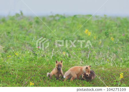 北狐狸 北狐狸 104275109