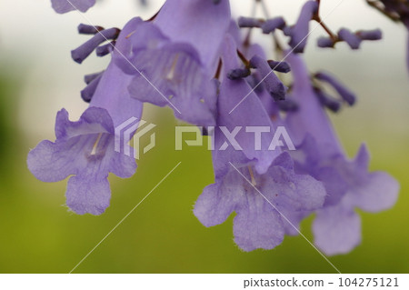 在初夏開出藍紫色花朵的藍花楹 104275121