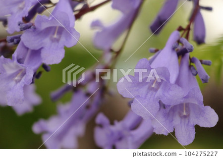 Jacaranda that blooms bluish-purple flowers in early summer 104275227