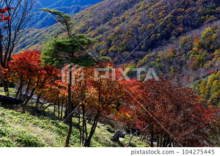 Autumn leaves mountain range seen from the Oku-Nikko/Hangetsuyama ridgeline Autumn leaves mountain range seen from the Oku-Nikko/Hangetsuyama ridgeline 104275445