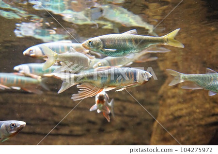 及川 及川淡水魚 山邊飛 104275972