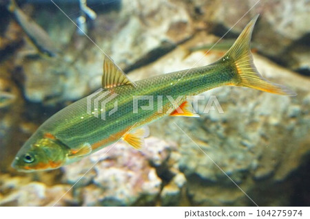 Japanese dace sea bream fish haya Japanese dace sea bream fish haya 104275974