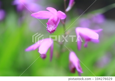 Silane (purple orchid) Silane (purple orchid) 104276029