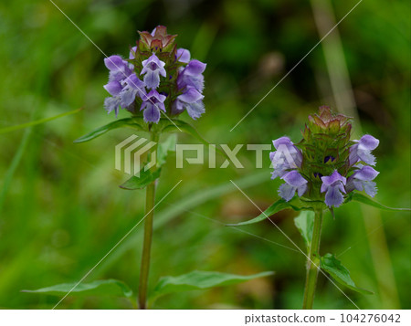 藥用植物豬籠草花 藥用植物豬籠草花 104276042