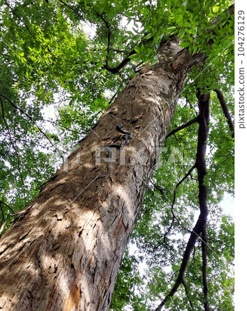 Aodaisho climbing a large tree. Aodaisho climbing a large tree. 104276129