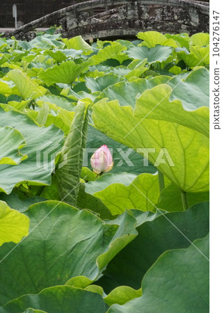 The lotus in the shrine pond is blooming beautifully 104276147