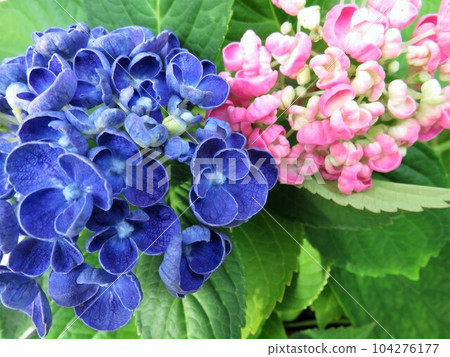 Hydrangea popcorn 104276177