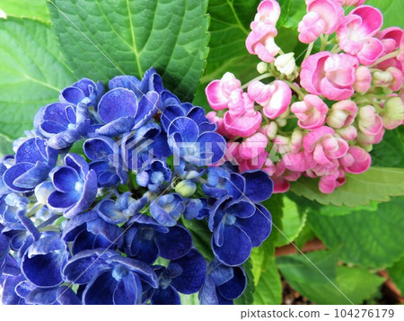 Hydrangea popcorn 104276179