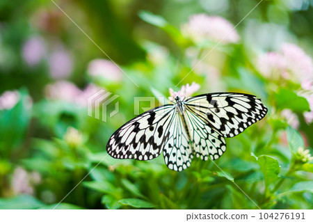 沖繩縣蝴蝶 想法 leucomadara 104276191