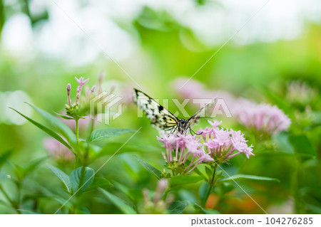 沖繩縣蝴蝶 想法 leucomadara 104276285