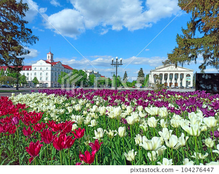 Beautiful spring tulips on flower bed in city in bright day. Flowerbed Beautiful spring tulips on flower bed in city in bright day. Flowerbed 104276447