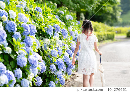 走在繡球花盛開的路上的女孩 走在繡球花盛開的路上的女孩 104276661