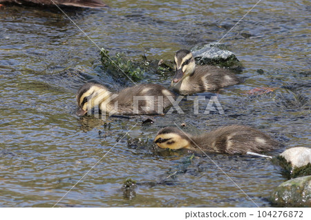 Spot-billed duck chicks meal Spot-billed duck chicks meal 104276872