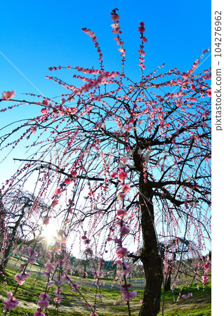 田上梅林公園（新潟縣） 104276962