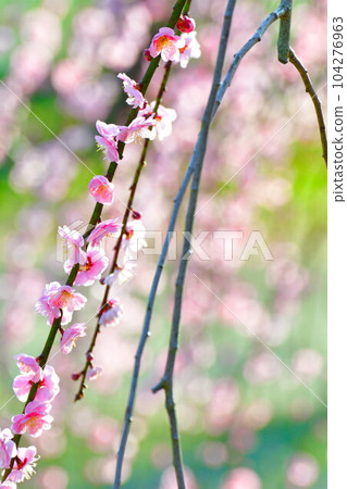 田上梅林公園（新潟縣） 104276963