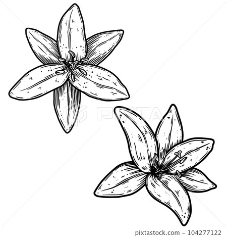 Illustration of lily flower in engraving style. Design element for poster, card, banner, sign. Vector illustration Illustration of lily flower in engraving style. Design element for poster, card, banner, sign. Vector illustration 104277122