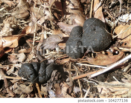 Wild boar dung (Omotetanzawa, near Nishiyama forest road, Kanagawa) 104277136