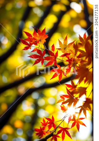 秋天的樹葉 104277138