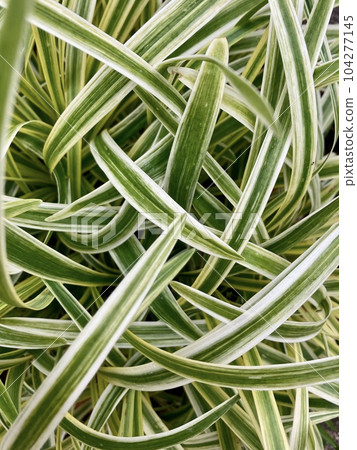 Pattern with Yaburan leaves Pattern with Yaburan leaves 104277145