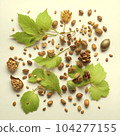 nuts and leaves 104277155