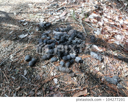 貉的糞便堆積物（山梨縣久喜山附近的山路上） 104277201