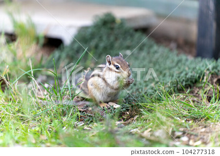 Otaru Cityscape Tenguyama Townscape Chipmunk Garden Animals Small Animals Squirrel Otaru Cityscape Tenguyama Townscape Chipmunk Garden Animals Small Animals Squirrel 104277318