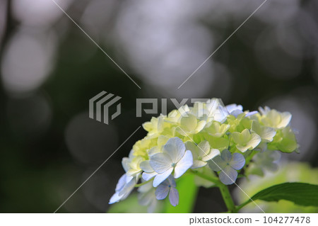 Hydrangea 104277478