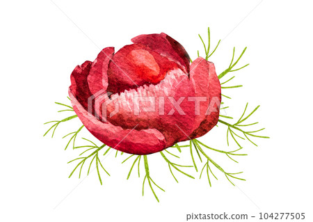 watercolor illustration red thin-leaved peonies on a white background 104277505