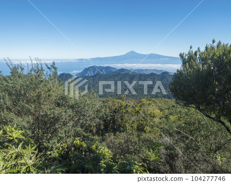 View on Tenerife island and Pico del Teide over forest and hills of Garajonay National Park seen from peak of Alto de at Garajonay mountain. White clouds and blue sky above. La Gomera, Canary Islands. 104277746