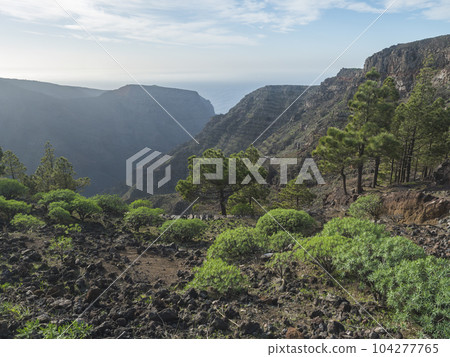 View of green valley with pine trees, cacti and sharp cliffs of La Merica mountain. Seen from Camino La Merica hiking trail. Arure, Valle Gran Rey , La Gomera, Canary Islands, Spain. View of green valley with pine trees, cacti and sharp cliffs of La Merica mountain. Seen from Camino La Merica hiking trail. Arure, Valle Gran Rey , La Gomera, Canary Islands, Spain. 104277765