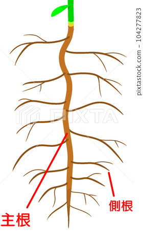 taproot and lateral root - Stock Illustration [104277823] - PIXTA