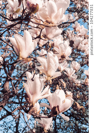 Beautiful magnolia tree blossoms in springtime. Jentle white magnolia flower against sky. Romantic floral background.. Beautiful magnolia tree blossoms in springtime. Jentle white magnolia flower against sky. Romantic floral background.. 104277831