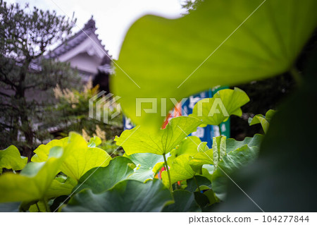 Kodo/Gyoganji Temple, Lotus Leaf and Main Hall 104277844