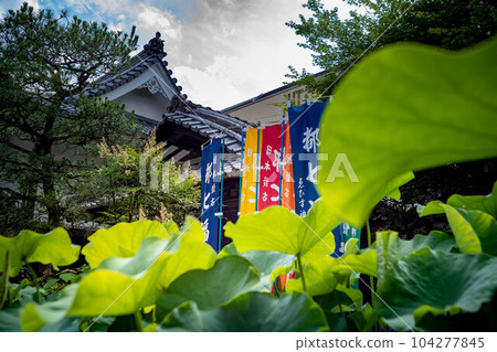 Kodo/Gyoganji Temple, lotus leaves on the blue sky and the main shrine during a rainy day 104277845